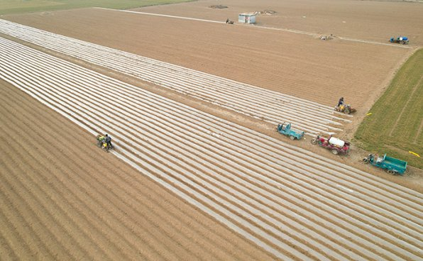 滕州大棚土豆种植技术