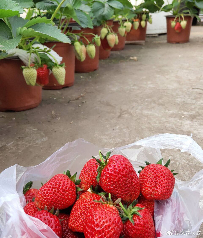 Strawberry planting methods and timing