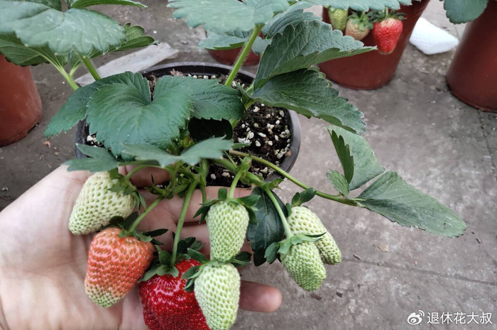 Strawberry planting methods and timing