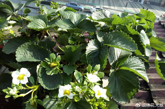 Strawberry planting methods and timing