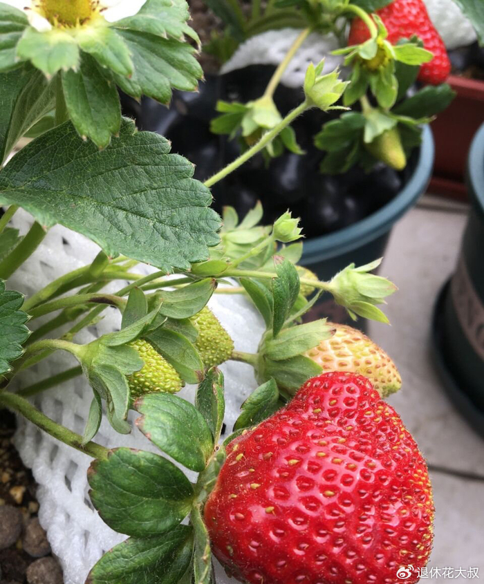 Strawberry planting methods and timing