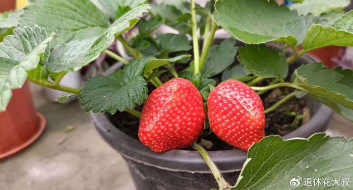 Strawberry planting methods and timing
