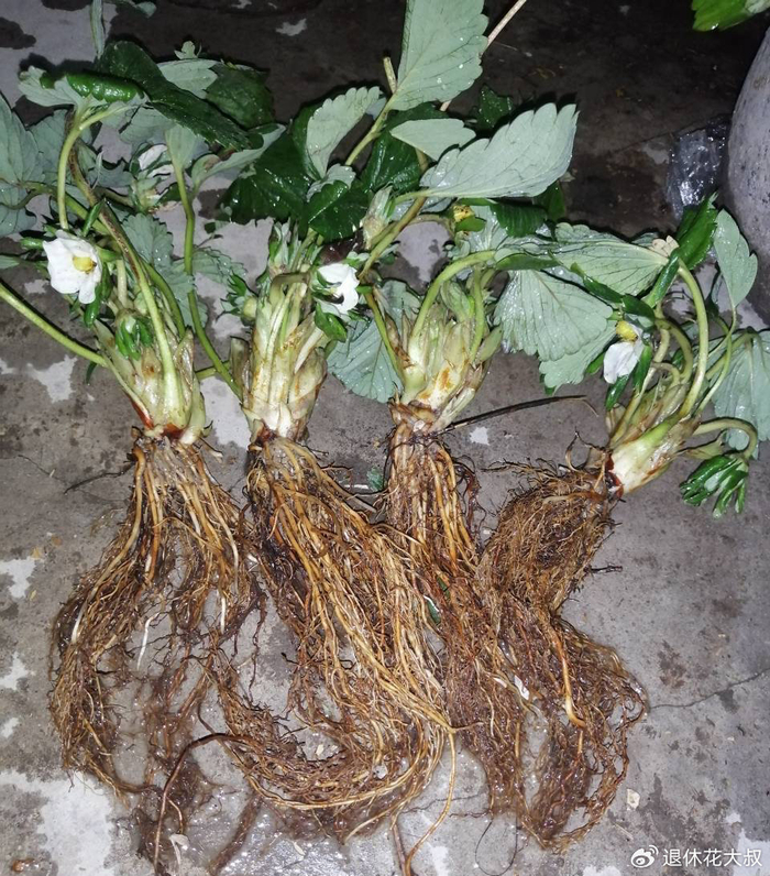 Strawberry planting methods and timing