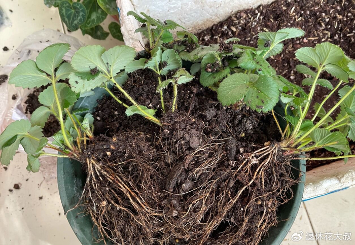 Strawberry planting methods and timing