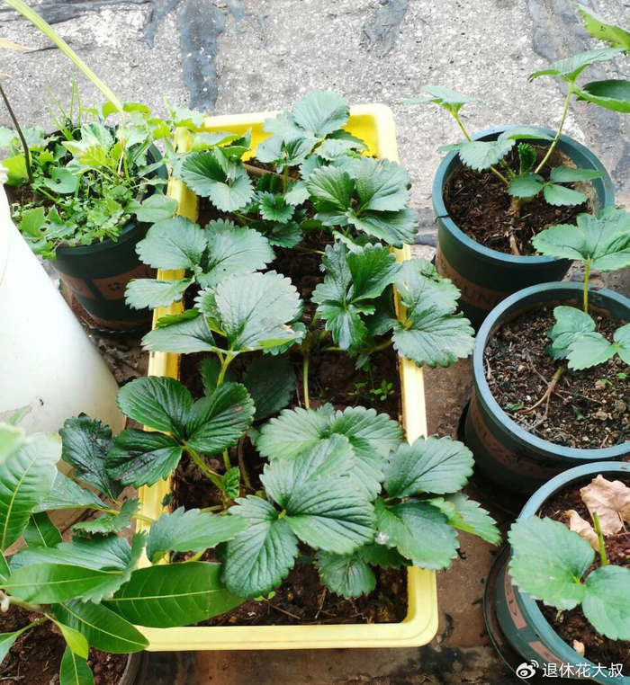 Strawberry planting methods and timing