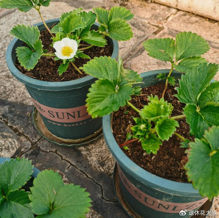 Strawberry planting methods and timing