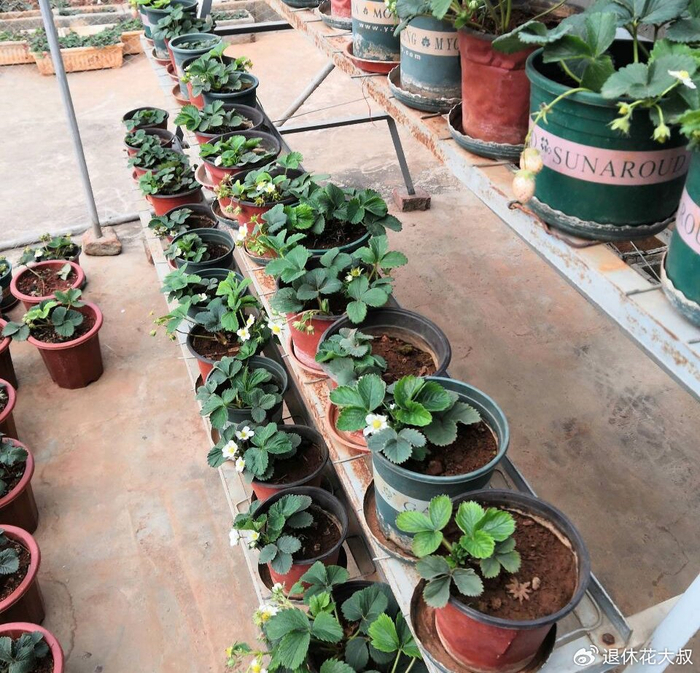 Strawberry planting methods and timing