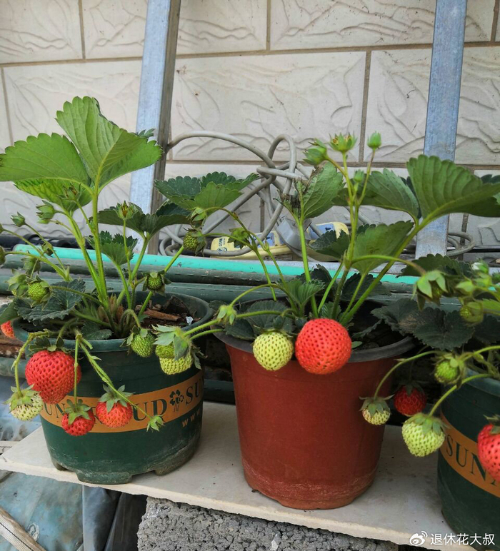Strawberry planting methods and timing