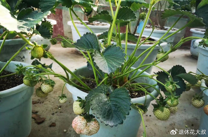 Strawberry planting methods and timing