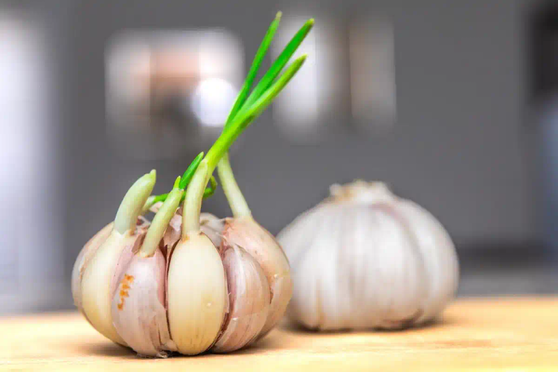 大蒜青蒜苗的种植技术