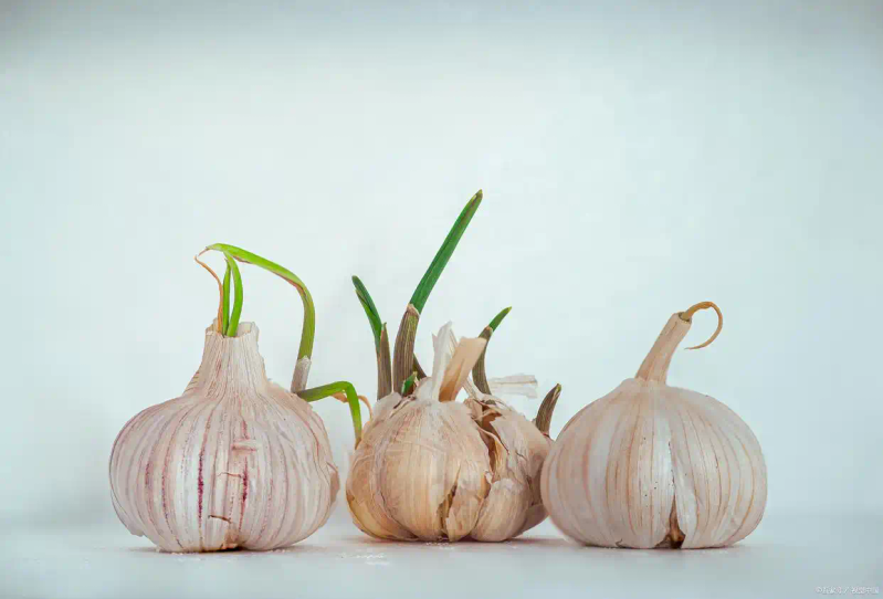 大蒜青蒜苗的种植技术