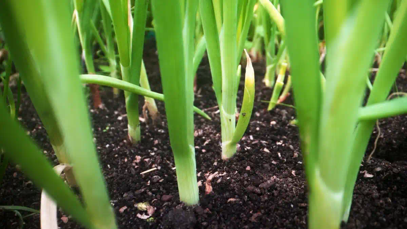 Garlic, garlic seeding techniques