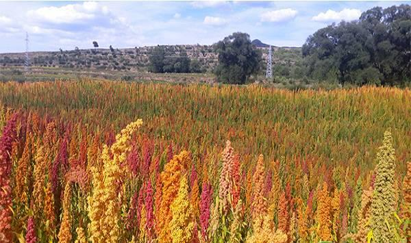 Quinoa planting techniques