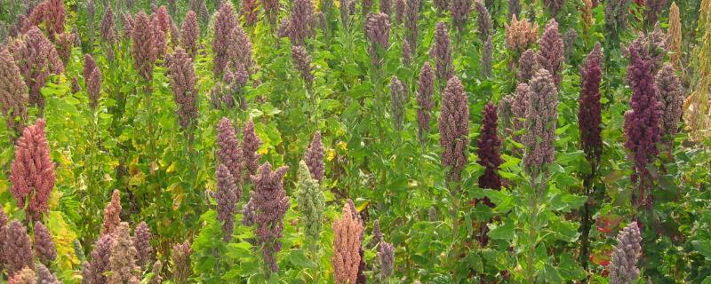 Quinoa planting techniques