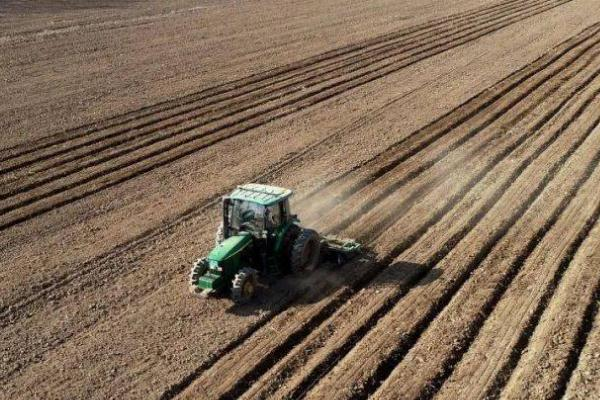 Quinoa planting techniques