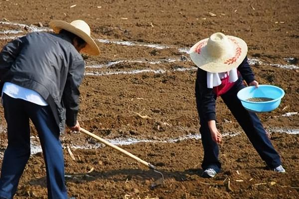 Quinoa planting techniques
