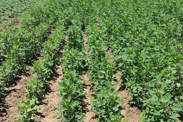 Quinoa planting techniques