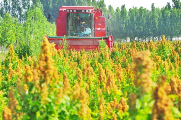 Quinoa planting techniques