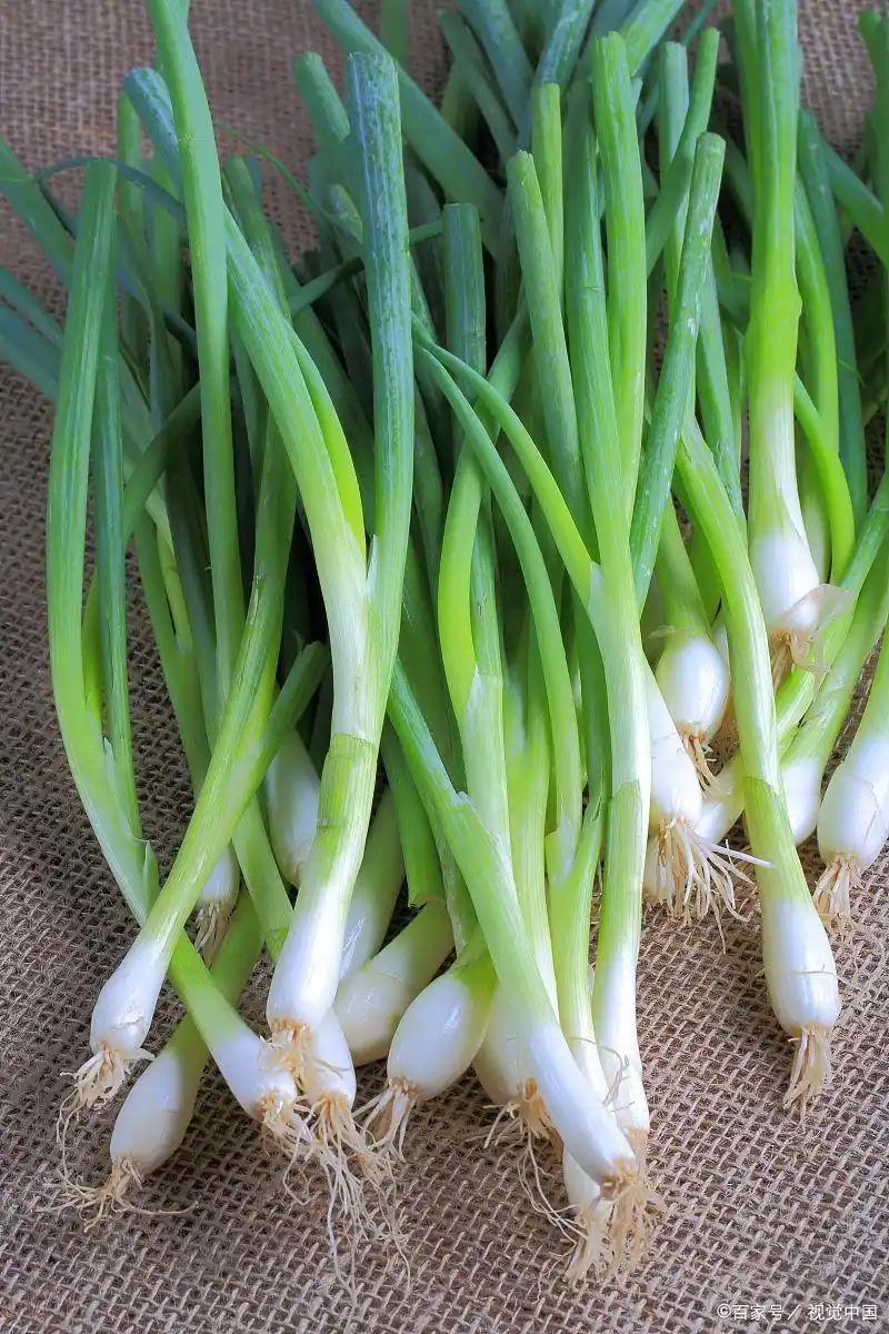 大蒜青蒜苗的种植技术