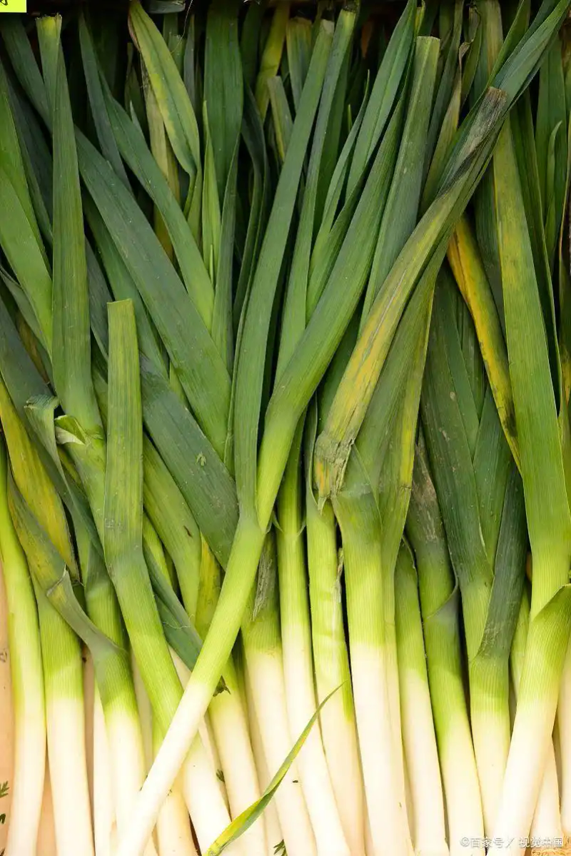 大蒜青蒜苗的种植技术