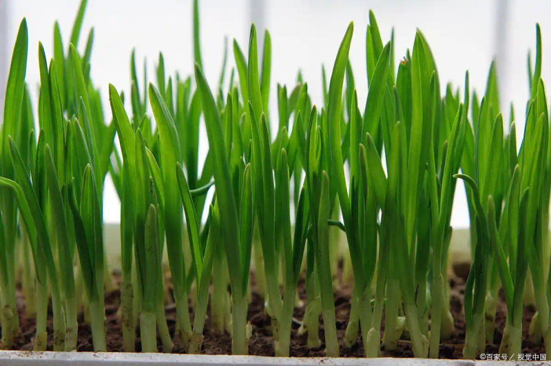大蒜青蒜苗的种植技术