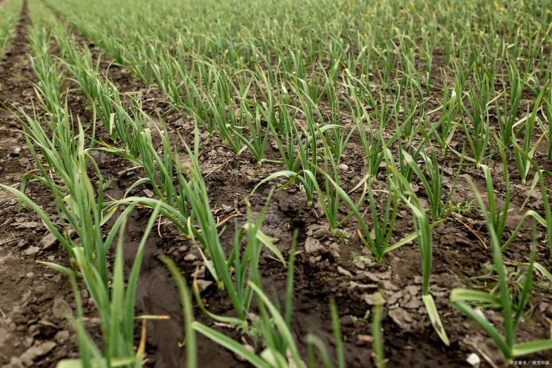 大蒜青蒜苗的种植技术
