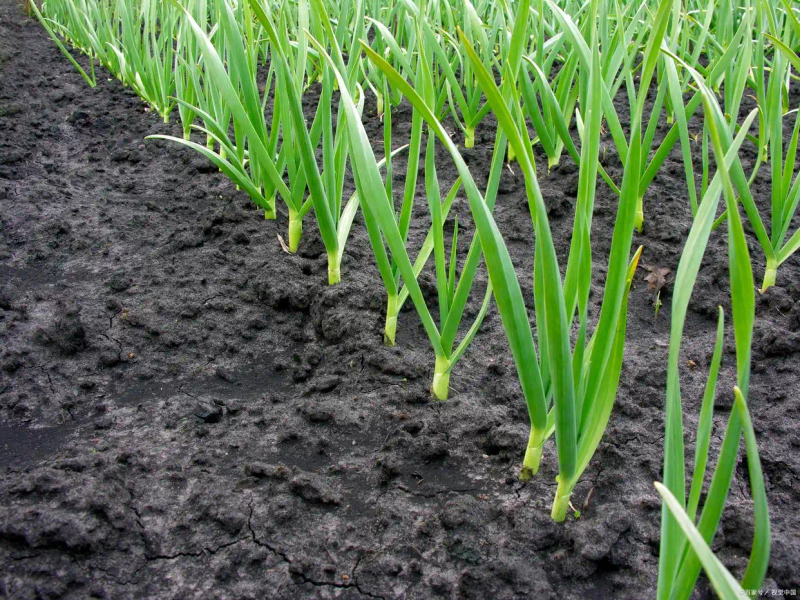 大蒜青蒜苗的种植技术
