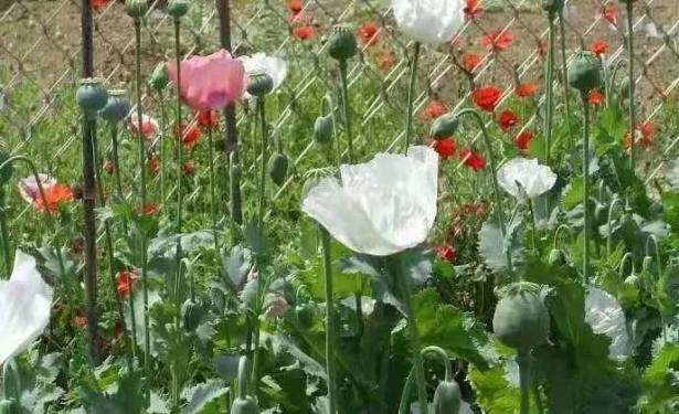 种植我们的植物