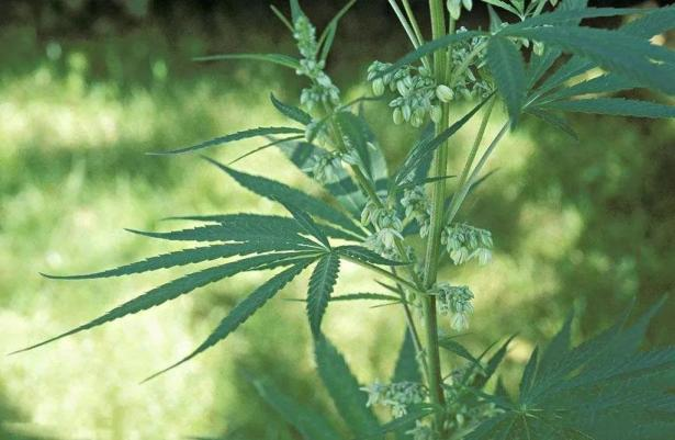 种植我们的植物