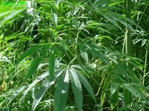 种植我们的植物