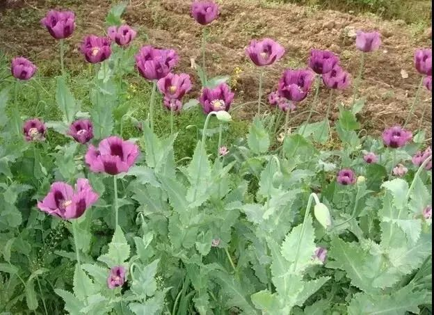 种植我们的植物