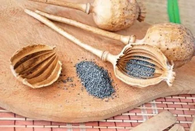 种植我们的植物