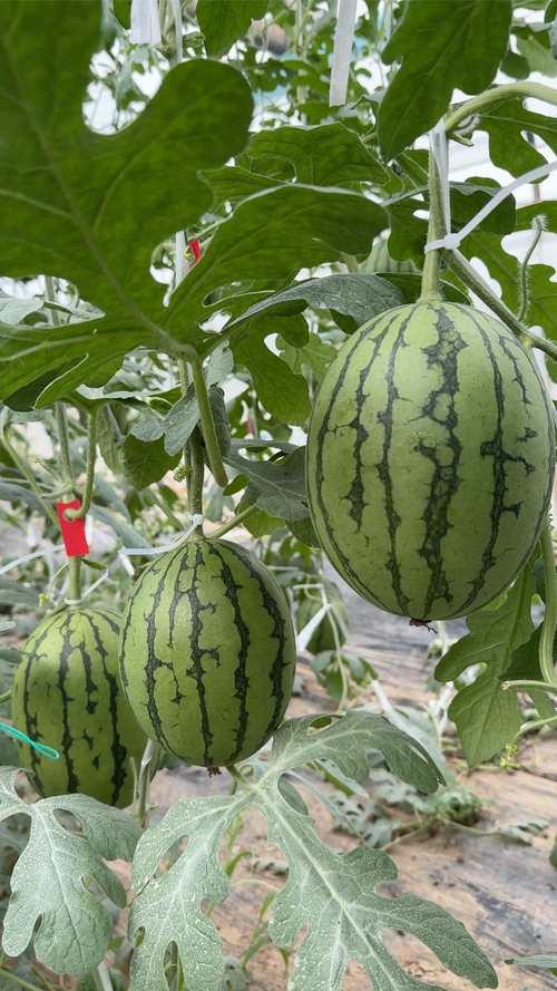 黑美人西瓜种植技术