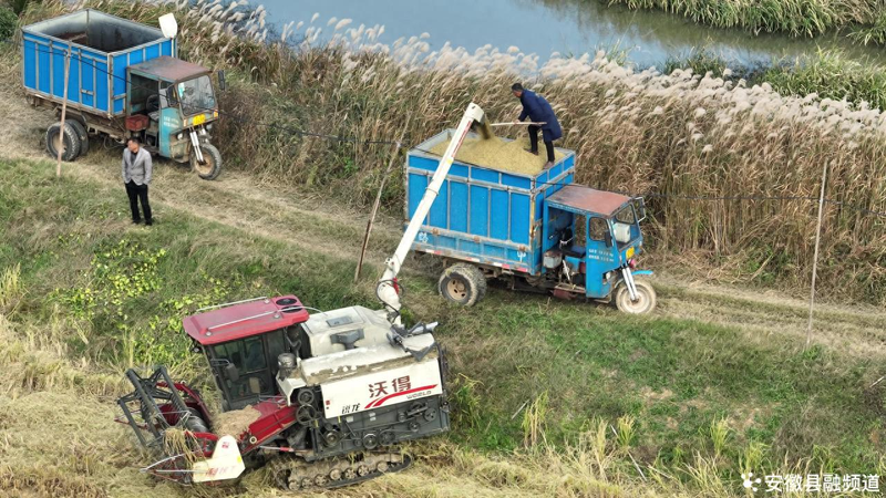 绿色富硒钙大米的种植方法
