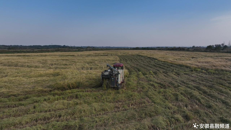 绿色富硒钙大米的种植方法