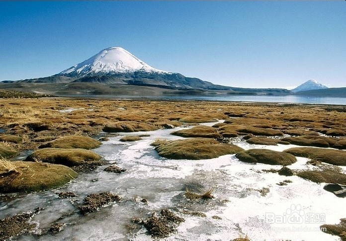 夏威夷坚果种植技术