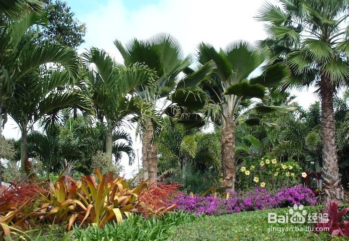 夏威夷坚果种植技术