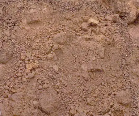 大蒜青蒜苗的种植技术