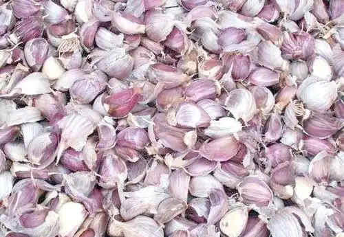 大蒜青蒜苗的种植技术