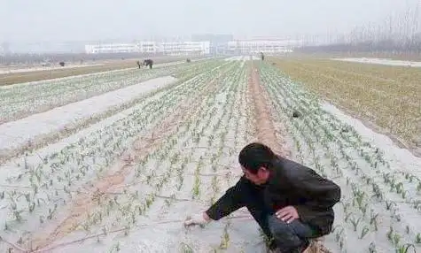 大蒜青蒜苗的种植技术