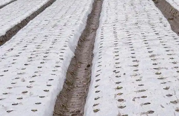 大蒜青蒜苗的种植技术