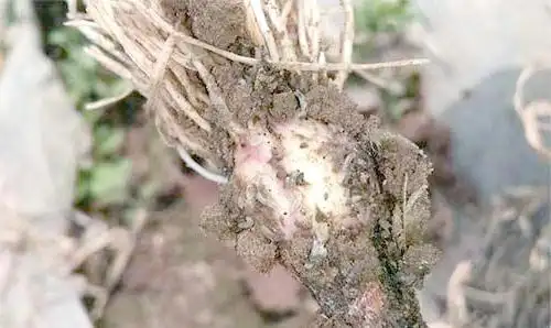 大蒜青蒜苗的种植技术