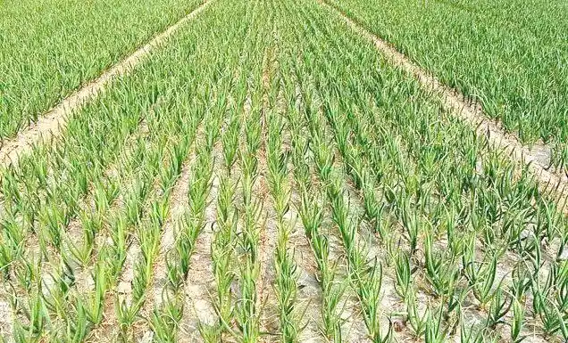 大蒜青蒜苗的种植技术