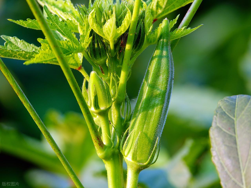 What's the method of planting the aoi