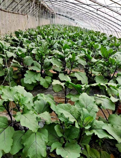 Artifact eggplant farming techniques