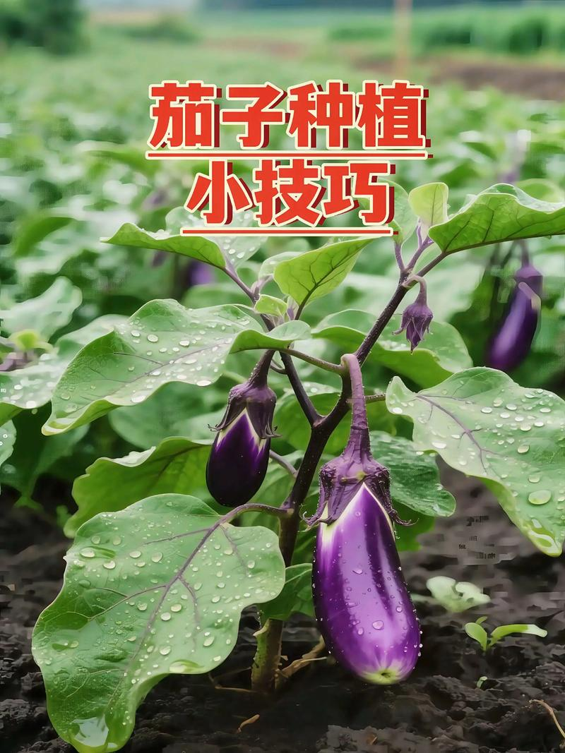 Artifact eggplant farming techniques