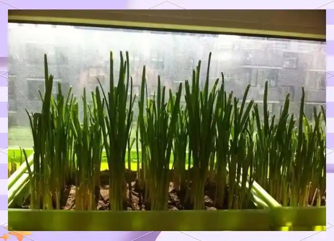 大蒜青蒜苗的种植技术