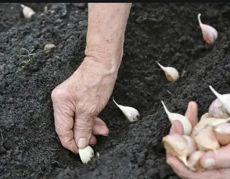 大蒜青蒜苗的种植技术