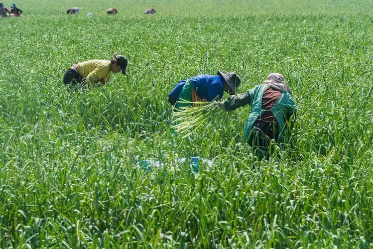 大蒜青蒜苗的种植技术