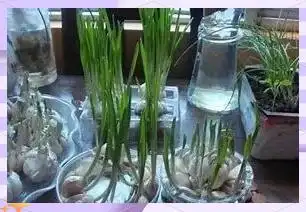 大蒜青蒜苗的种植技术